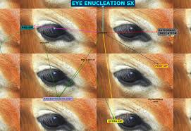 Image result for eyeball enucleation cattle