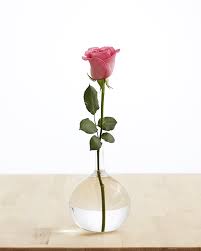 Dark pink rose signify gratitude. History Meaning Of Pink Roses A Shade By Shade Guide