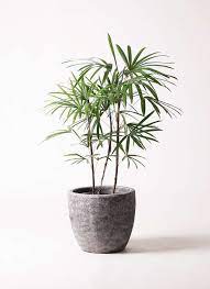 観葉植物 シュロチク 棕櫚竹 8号 アビスソニアミドル 灰 付き シュロチク 観葉植物 植物栽培