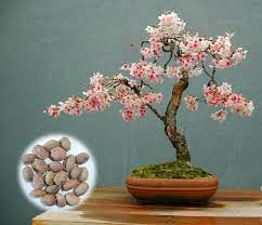 Japanese Flowering Cherry Blossom Sakura Bonsai Seeds Grow Own Bonsai Tree Bonsai Seeds Japanese Flowering Cherry Bonsai Flower