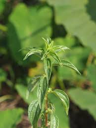 Image result for Pouzolzia parasitica