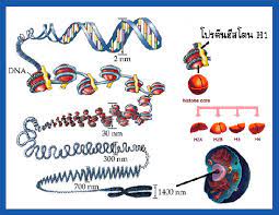 นิ ว คลี โอ โซม คือ อะไร. Untitled Document