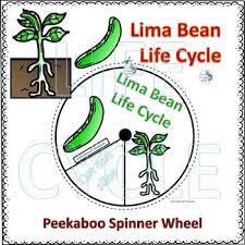 lima bean life cycle worksheets teaching resources tpt