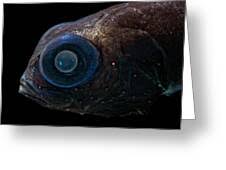 Image result for Daknopholis