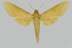 Image result for Tessmannia burttii