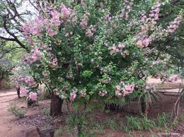 Image result for Karomia