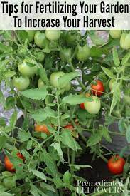 Whether you need to depends on what's in the soil already. Tips For Fertilizing Your Vegetable Garden