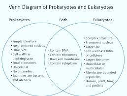 Prokaryotes Vs Eukaryotes Venn Diagram In 2020 Prokaryotes Vs Eukaryotes Prokaryotes Venn Diagram