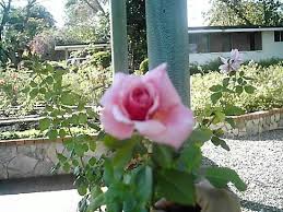 A national animal is a palm tree bird. Flower Pic Taken By Me Picture Of National Botanical Garden Dominican Republic Tripadvisor