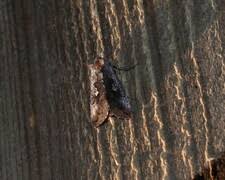 Image result for Syngrapha parilis