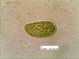 Photomicrography and video of protozoa and rotifers by robert. Culturing Pond Life Microscope Talk