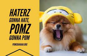Pomeranian Memes