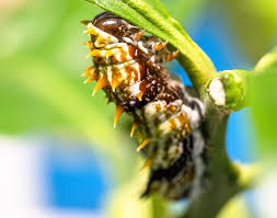 We currently have orchard swallowtail. Do You Have These Butterflies In Your Backyard Kids And Youth Rspca Queensland