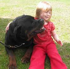 How many puppies can a german rottweiler have? Akc Rottweiler Breeder Rottweiler Puppies For Sale Rottie Breed Information Ohio Rottweiler Puppies Rottweiler Love Rottweiler