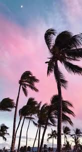 Check out this fantastic collection of unique wallpapers, with 50 unique background images for your desktop, phone or tablet. Trendy Wall Paper Iphone Tumblr Photography Paradise Ideas Wallpaper Iphone Summer Palm Trees Wallpaper Tree Wallpaper Iphone