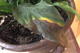 Lilies that are grown in water tend to be shorter lived. How To Care For A Peace Lily Plant Get Busy Gardening