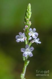 Image result for Verbena officinalis