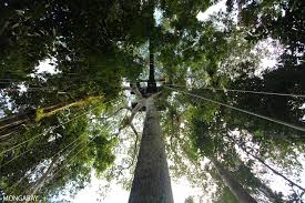 How do rainforest canopy trees disperse their seeds? The Rainforest Canopy