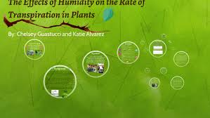 Stomates are necessary to admit carbon dioxide for photosynthesis and to release oxygen, hence transpiration is. The Effects Of Humidity On The Transpiration Rate In Plants By Katie Alvarez
