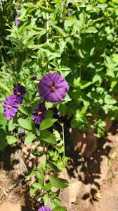 Image result for Lycianthes