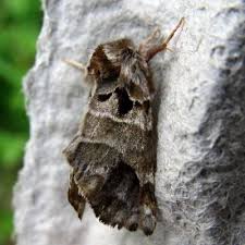 Image result for Pygaera timon