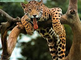 In 7 (77.78%) matches played at home was total goals (team and opponent) over 1.5 goals. Free Download Fotos De Leopardos Guepardos Y Jaguares Ii 800x600 For Your Desktop Mobile Tablet Explore 93 Jaguares Wallpapers Jaguar Wallpaper Jaguares Wallpapers Jaguar Animal Wallpaper