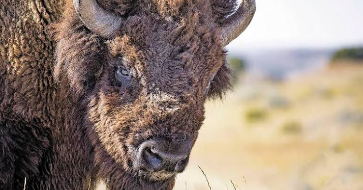 Where the buffalo roamed | Movies | santafenewmexican.com