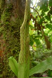 Image result for Loxogramme