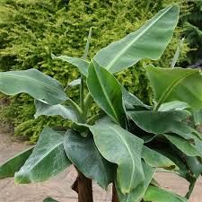 Image result for Musa Cavendish