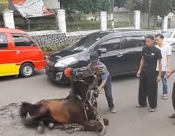 Nonton kuda kawin yg anunya jelas !!! Begini Tanggapan Dishub Cianjur Soal Video Kuda Penarik Delman Yang Terkapar Di Jalan Cianjur Today