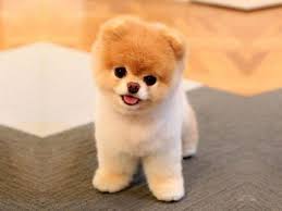 Lernen Sie Boo Kennen Den Sussesten Hund Der Welt Boo Den Der Esten Hund Kennen Lernen S Cute Teacup Puppies World Cutest Dog Pomeranian Puppy Teacup