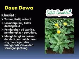 Dalam agama hindu, musuh para dewa adalah asura. Jual Bibit Daun Dewa Keunggulan Dan Manfaat Menanam Bibit Daun Dewa Bibit Buahku