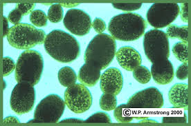 Image result for Wolffia arrhiza