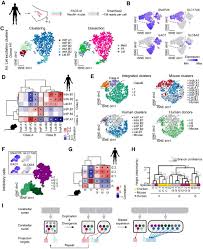 Cerebellar Nuclei Evolved By Repeatedly Duplicating A Conserved Cell Type Set Biorxiv
