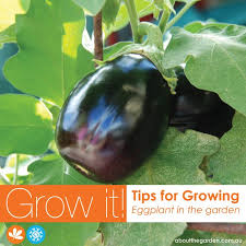 Eggplants may start to flower while still indoors. Growing Eggplant Aubergine Egg Plant From The Garden About The Garden Magazine