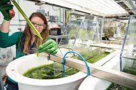 A 6è de primària hem tingut la sort que durant el dia de la nena i la dona científica ens ha visitat la marta cerdà, microbiòloga de l'institut de recerca i tecnologia agroalimentàries ( irta). Dia Internacional De La Dona I La Nena En La Ciencia Dones I Feminismes