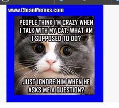 Cats have ruled the internet for a long time so here's a huge collection of hilarious cat memes to brighten your day. Funny Memes In 2021 Cat Memes Clean Warrior Cat Memes Funny Cat Memes