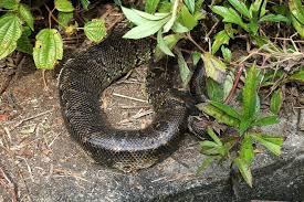 Image result for Salacia madagascariensis