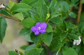 Image result for Brunfelsia australis