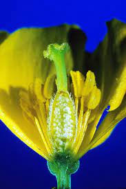 Plantas Biologia Flores