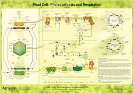 We did not find results for: Plantae Photosynthesis Posters Plantae
