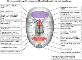 There is nothing unscientific about the word head.<br> Frontiers Facial Genetics A Brief Overview Genetics