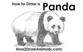 We did not find results for: How To Draw A Panda