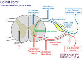 Nms Set 4 Quiz The Somatic Autonomic And Enteric Nervous Systems Quiz