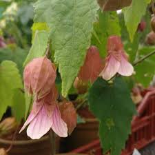 Be inspired by our beautifully designed flower collections, whatever the occasion. Abutilon Pink Charm Paddock Plants Buy Online Uk