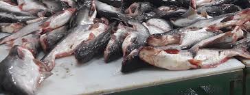 Penyusun materi penyuluhan perikanan dengan judul pengolahan ikan ikan patin (pangasius sp) adalah sri siswahyuningsih, a.md.ak yang merupakan instruktur sekolah tinggi perikanan sebagai. Budidaya Ikan Patin Adalah Salah Satu Ide Bisnis Yang Menggiurkan Ini Tipsnya Accurate Online