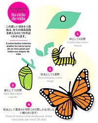 Mariposa Monarca Belleza Natural Koko Mexico