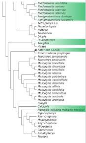 Image result for Flabellariopsis acuminata