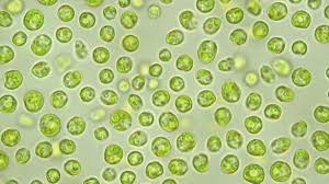 Image result for Microchloa altera