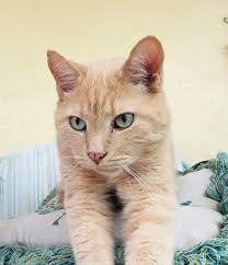 LOST & FOUND UPPER KEYS